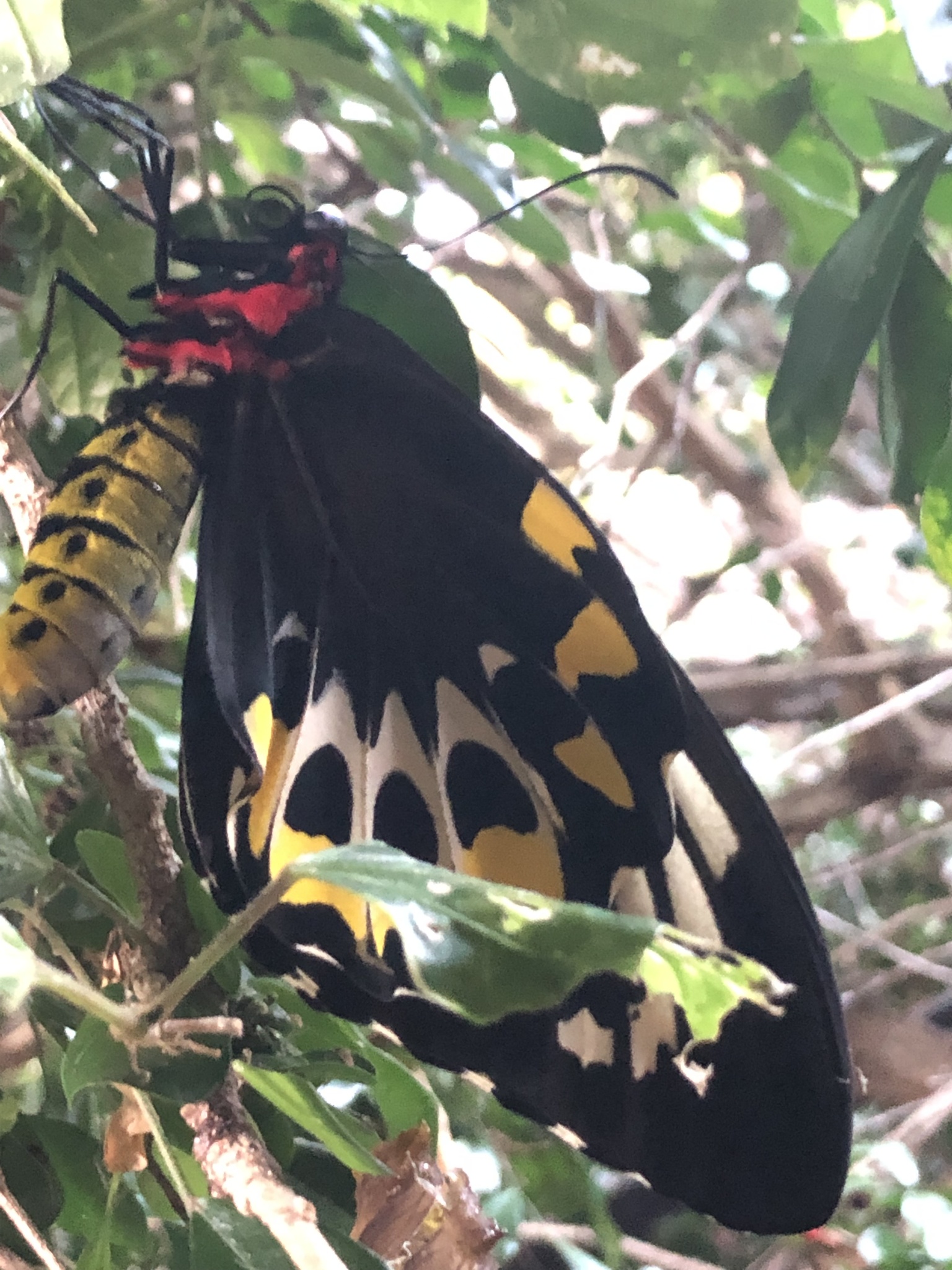 Ornithoptera euphorion