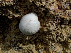 Sphincterochila candidissima