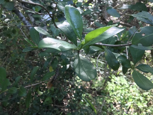 Pavetta revoluta, photograph 3