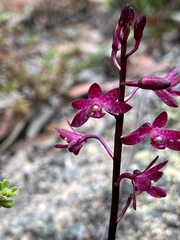 Dipodium