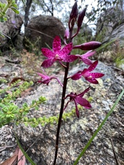 Dipodium