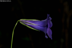 Gentianopsis lanceolata