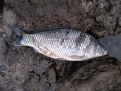 Carassius auratus