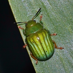 Calomela pallida