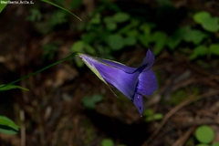 Gentianopsis lanceolata