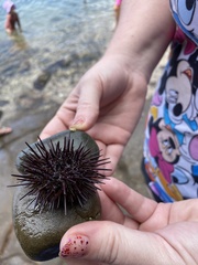 Heliocidaris erythrogramma
