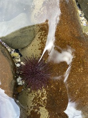 Heliocidaris erythrogramma