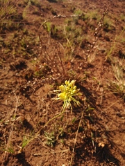 Bulbine capitata