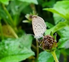 Zizeeria knysna knysna