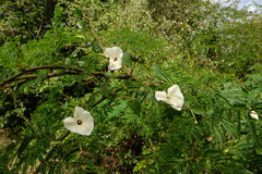 Ipomoea pandurata