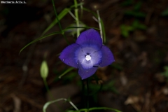 Gentianopsis lanceolata