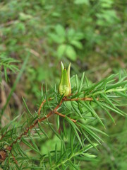 Oligotrophus juniperinus