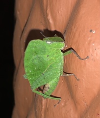 Teratodes monticollis