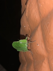 Teratodes monticollis