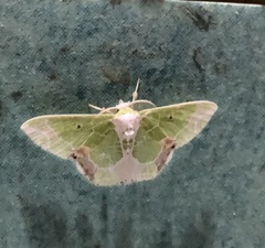 Protuliocnemis partita