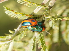 Calomela curtisi