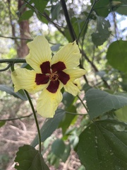 Hibiscus calyphyllus