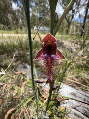 Calochilus therophilus