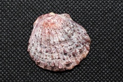 Spondylus