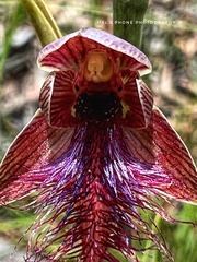 Calochilus therophilus