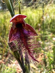 Calochilus therophilus