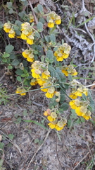 Hermannia multiflora