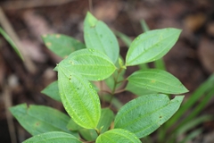 Melastoma malabathricum