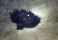 Antennarius striatus