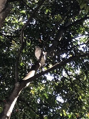 Rupornis magnirostris