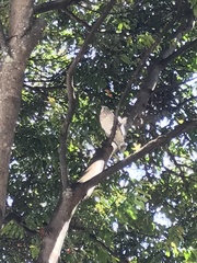 Rupornis magnirostris