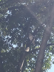 Rupornis magnirostris