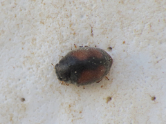 Nephus redtenbacheri