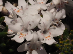 Westringia senifolia