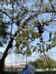 Moringa oleifera