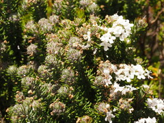 Westringia senifolia