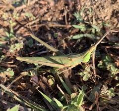 Acrida cinerea