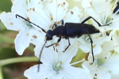 Anastrangalia laetifica