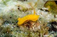 Doris chrysoderma