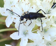 Anastrangalia laetifica