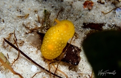 Doris chrysoderma