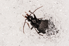 Limodromus assimilis