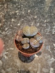 Lithops