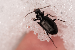 Limodromus assimilis