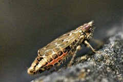 Jassargus