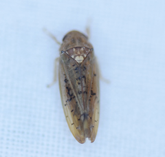 Ponana quadralaba