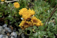 Artemisia glacialis
