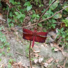 Camacinia gigantea