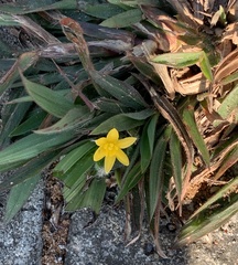 Curculigo orchioides