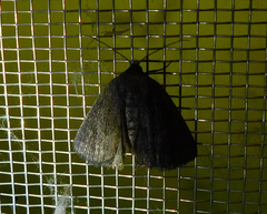 Acosmetia caliginosa
