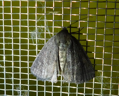 Acosmetia caliginosa